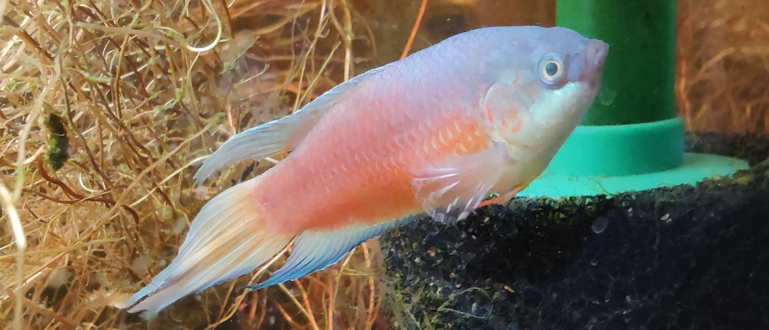 Blue Flame Paradise Fish, Macropodus opercularis)