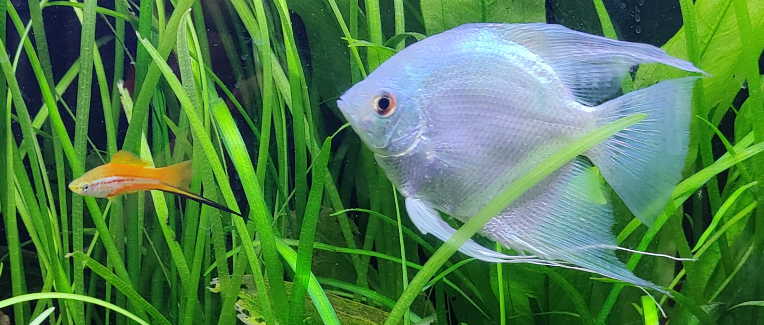 Blue Angelfish and Pineapple Swordtail in heavily planted aquascape