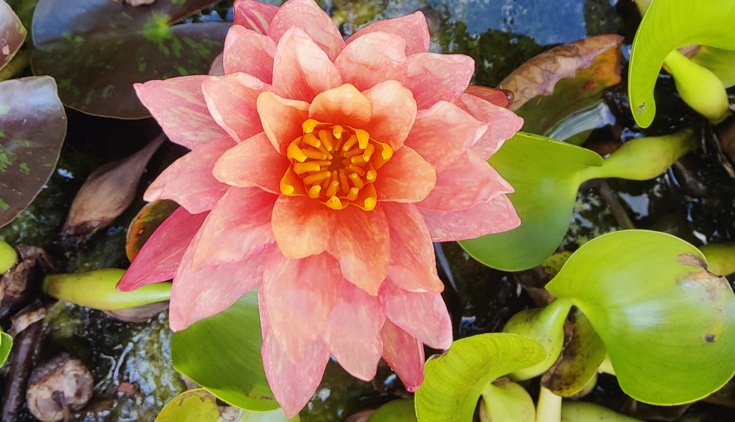 Water lily in full bloom